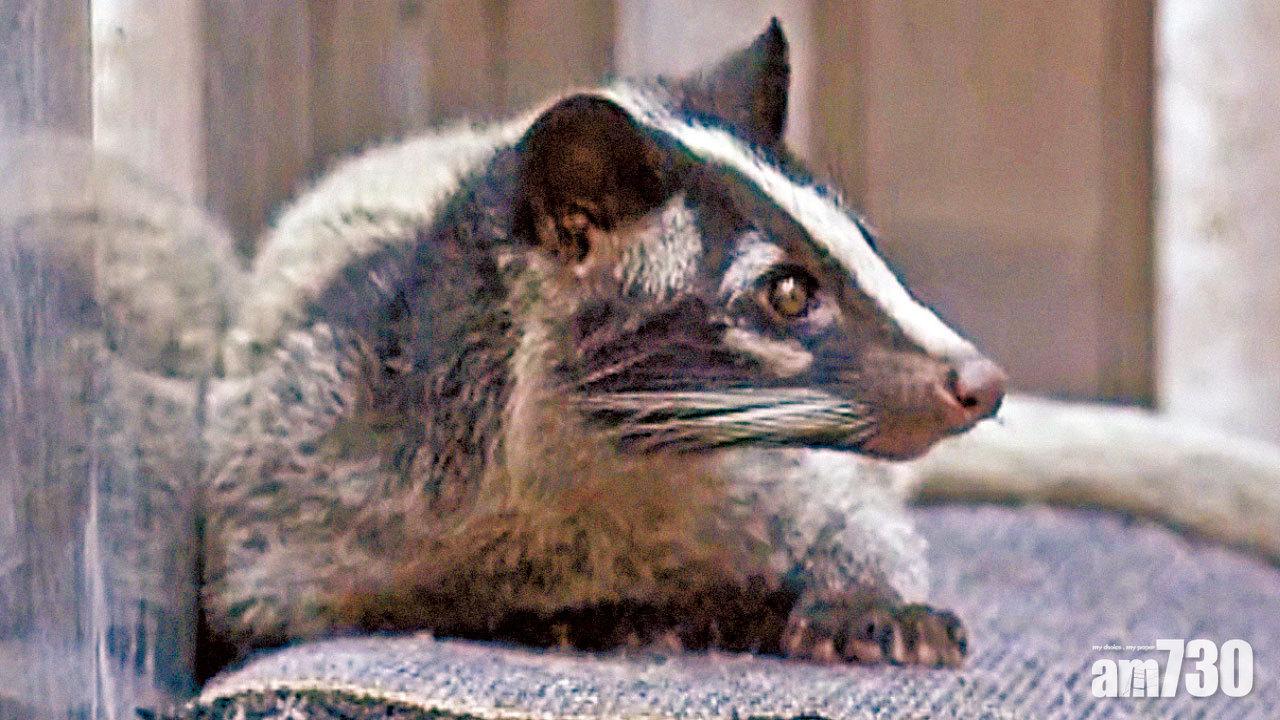 果子狸闖西環大廈