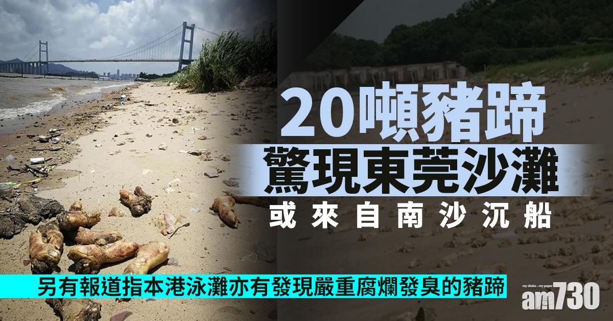 20噸豬蹄驚現東莞沙灘 或來自南沙沉船