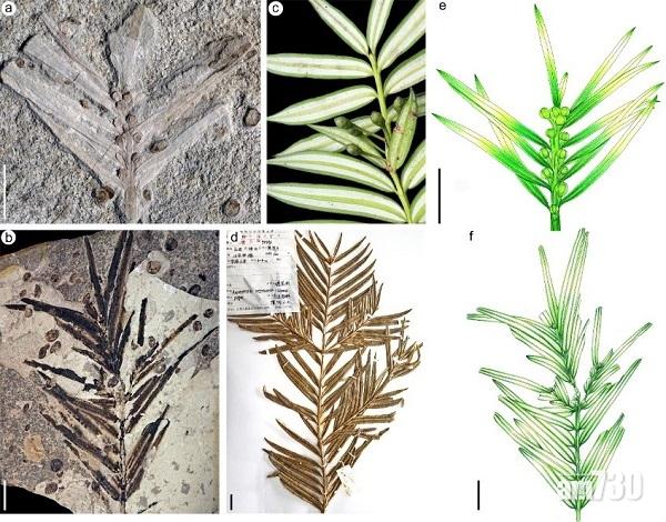中美學者發現「活化石」！穗花杉最少有1.6億歲