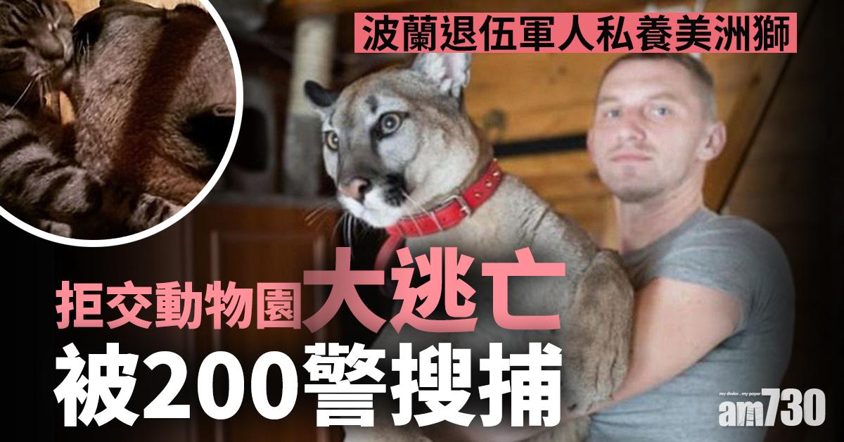 波蘭退伍軍人私養美洲獅 拒交動物園大逃亡被200警搜捕