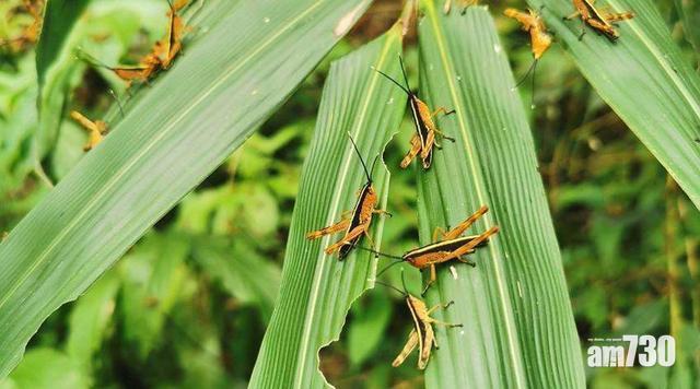 【雲南蝗災】13萬畝地現蝗蹤 專家料繼續蔓延