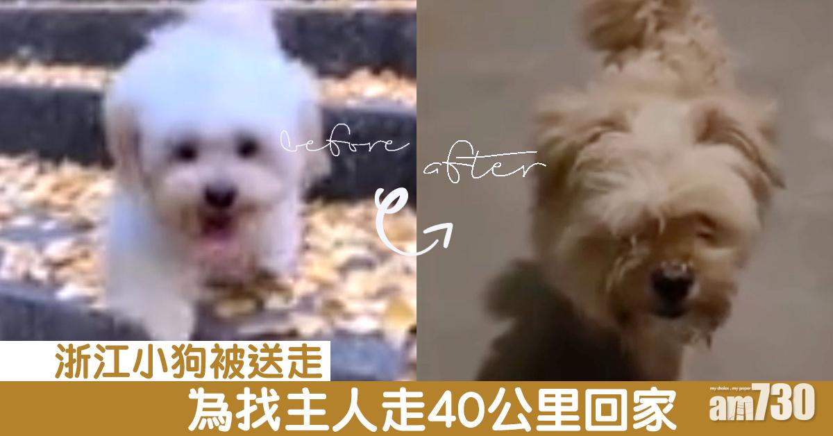 浙江小狗被送走 為找主人走40公里回家