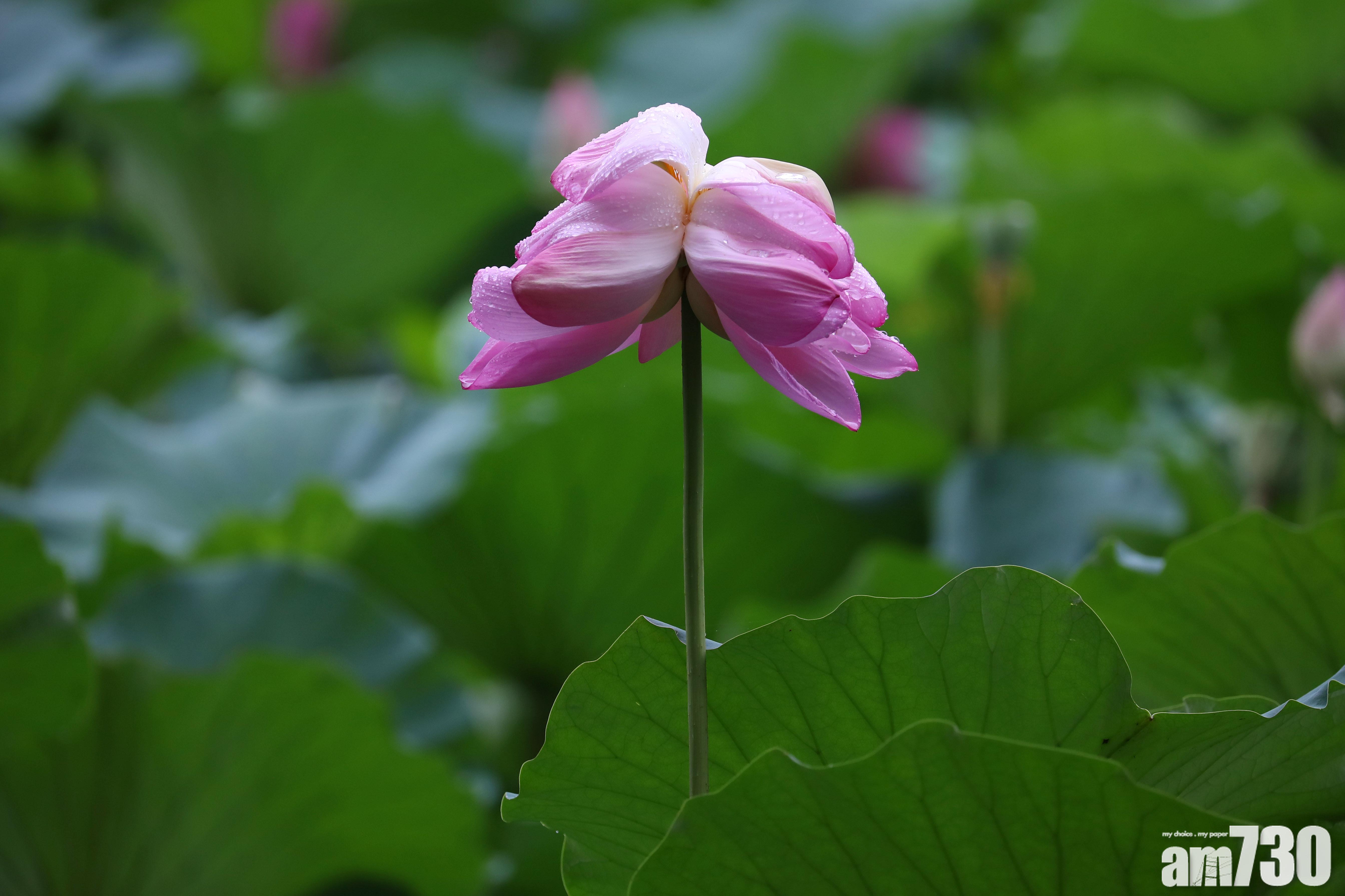 摘走罕見「並蒂蓮」 缺德客：帶回去給家人看