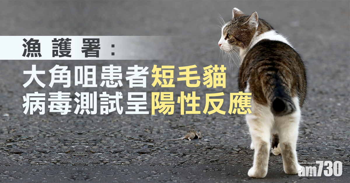 【新冠肺炎】漁護署：大角咀患者短毛貓病毒測試呈陽性反應