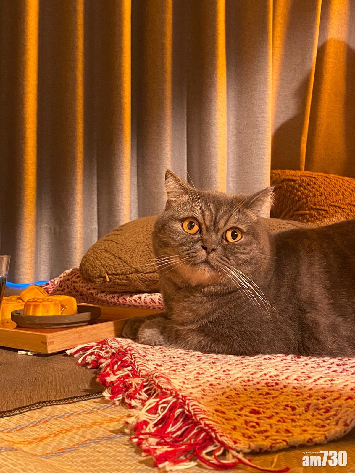 貓奴有口福  「貓季酒店」五星級流心奶黃月餅