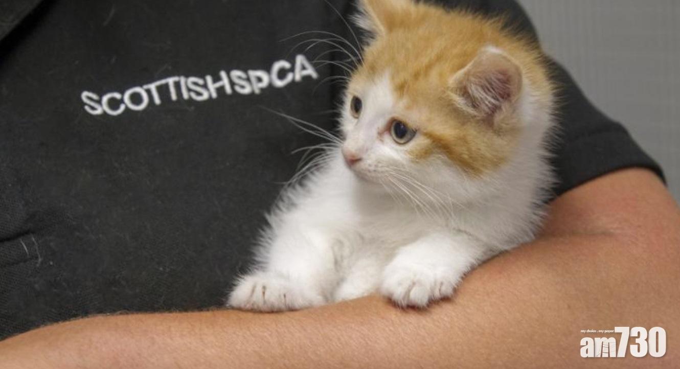 蘇格蘭短毛貓及約瑟爹利犬對新冠肺炎病毒呈陽性反應