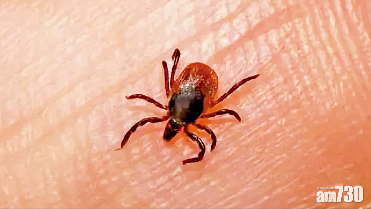 小心蜱蟲  新型布尼亞病毒可人傳人 內地82人感染11亡