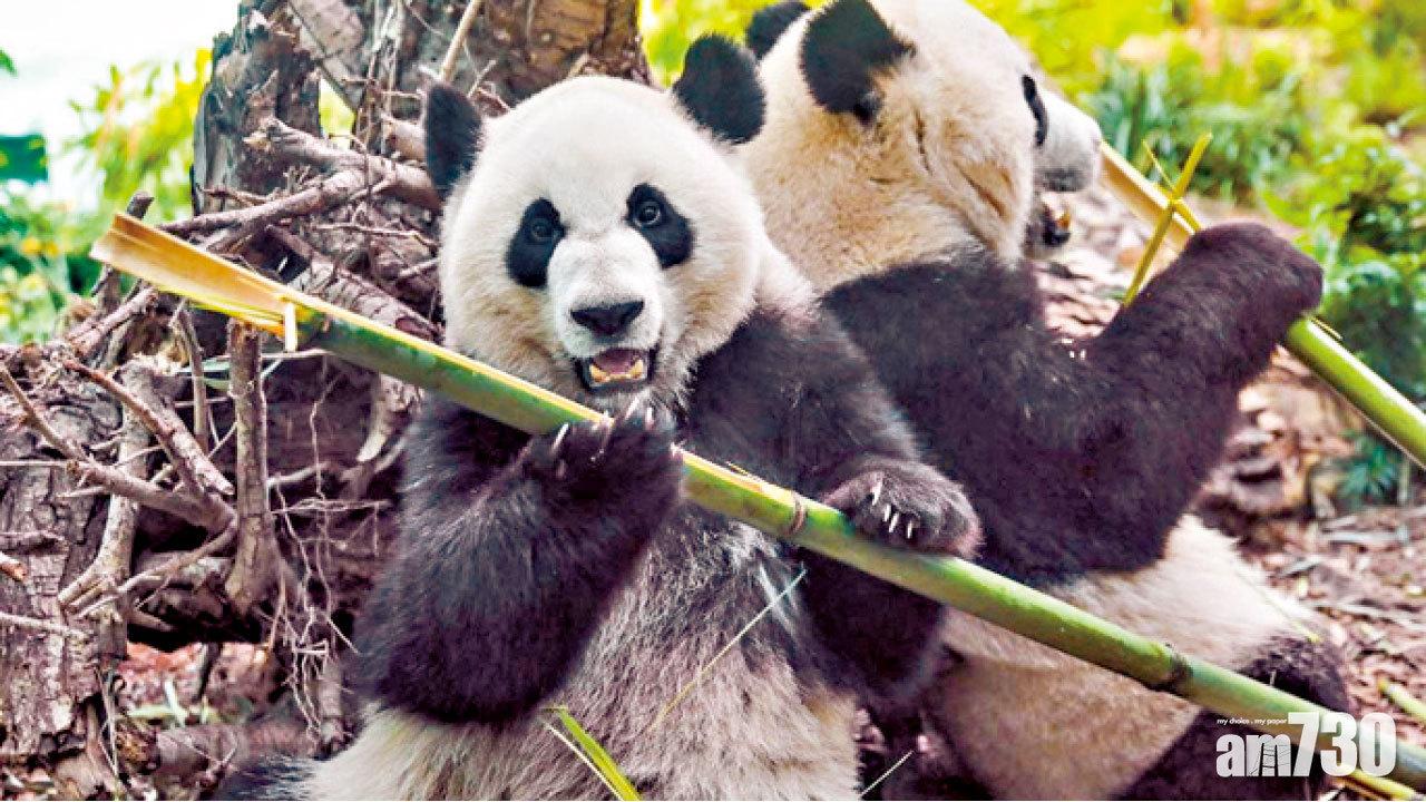 回國食竹 安排近3個月仍未成行 旅加大熊貓或下月斷糧