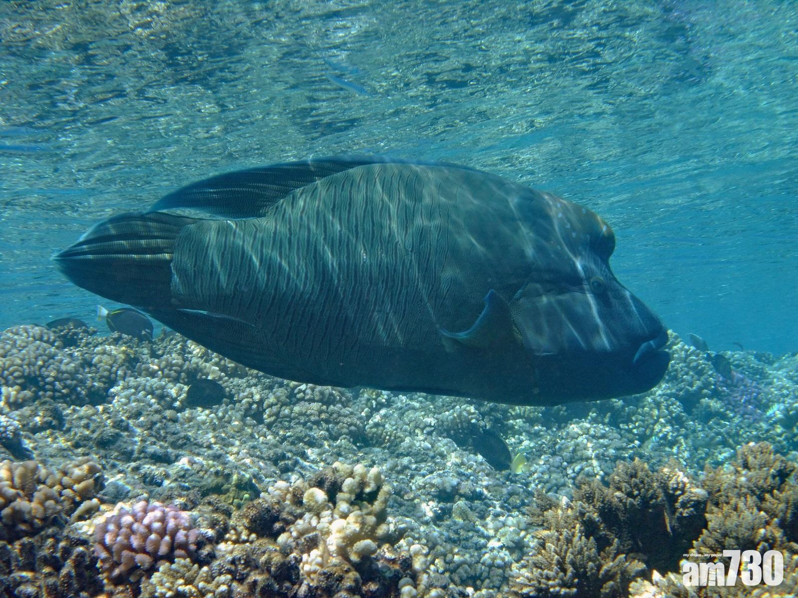 海洋公園保育基金成立25年 本年度撥近350萬資助保育研究