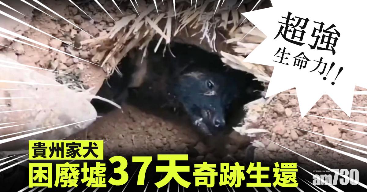 【超強生命力】貴州家犬困廢墟37天奇跡生還