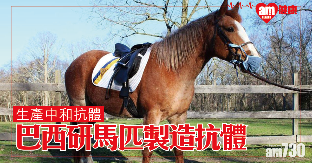 【新冠肺炎】巴西研究：馬匹可產生更強新冠抗體