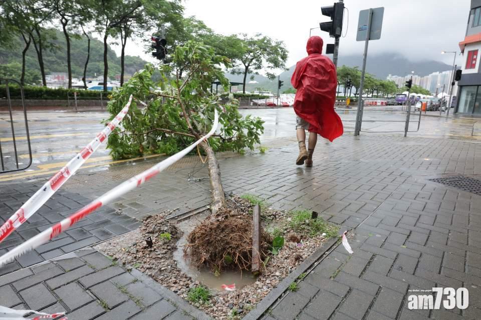 【海高斯襲港】當局收44宗塌樹及2宗水浸報告
