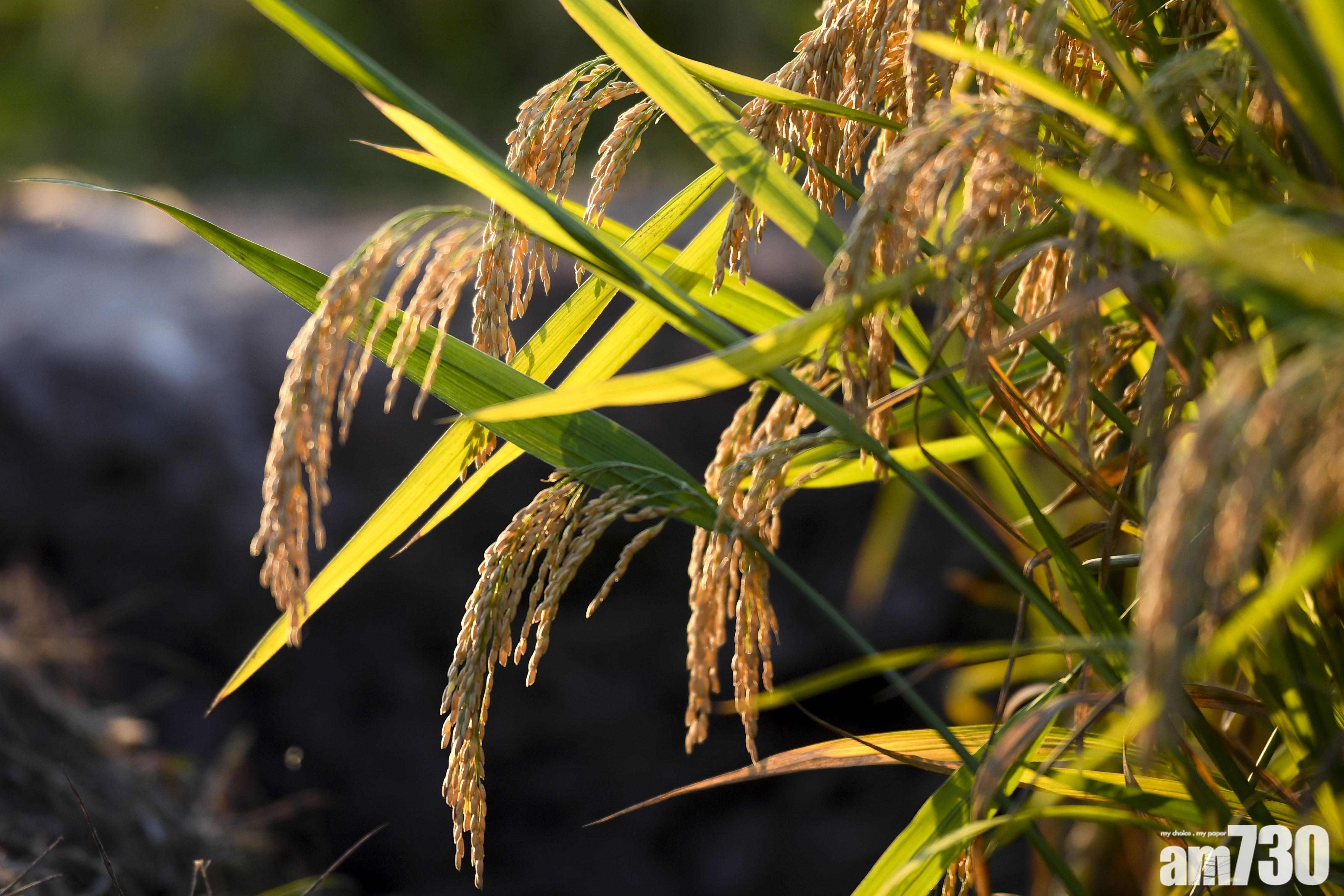 【糧食充足】內地早稻增產3.9% 國家統計局：扭轉7年跌勢
