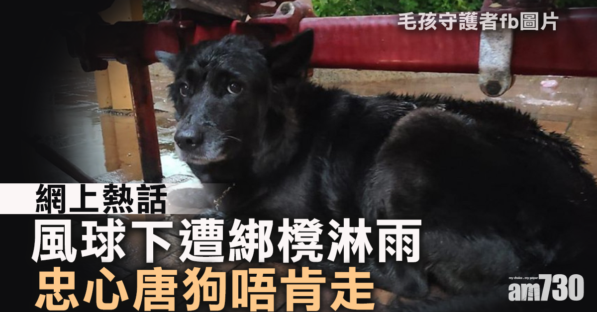 【網上熱話】風球下遭綁櫈淋雨　唐狗盼熟悉身影出現