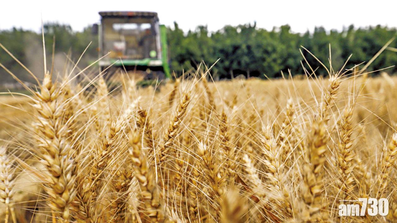 秋糧情況不俗 農業部：全年或豐收