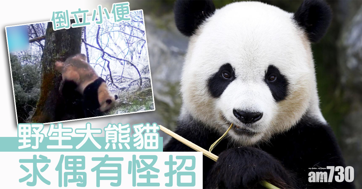 【倒立屙尿】野生大熊貓求偶有怪招