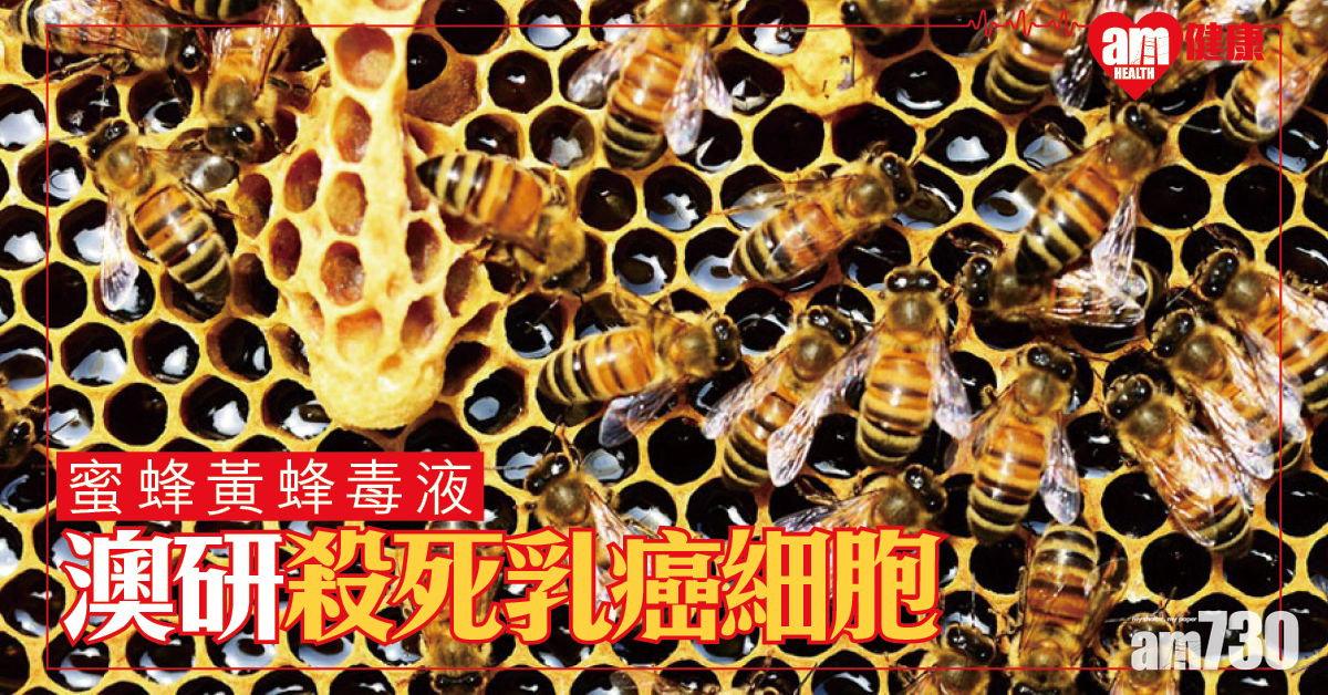 澳研發現蜜蜂毒液 能殺死三陰性和HER2型乳癌細胞