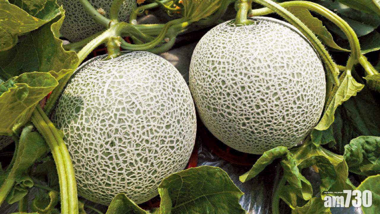 北海道富良野 蜜瓜之旅