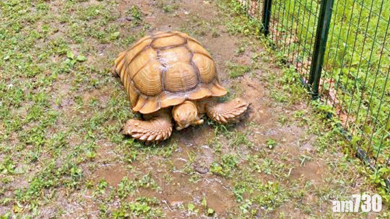 象龜離家74日 200米內尋回