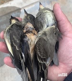 【離奇】美西南部新墨西哥州現大量死鳥　疑與西岸山火有關