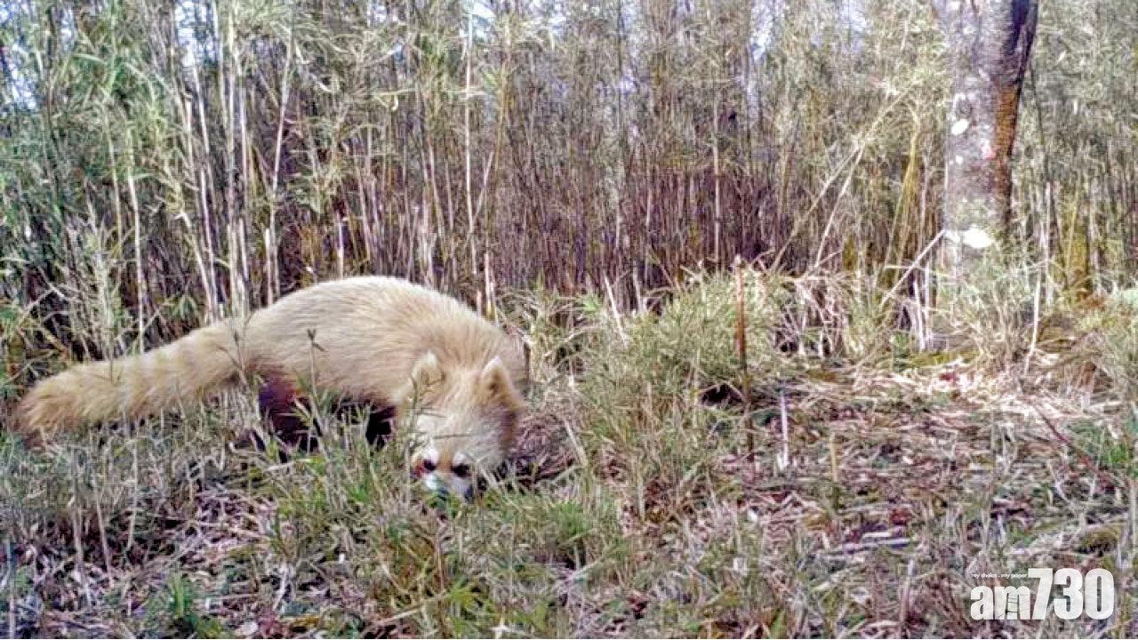 圖片新聞 : 白化 
