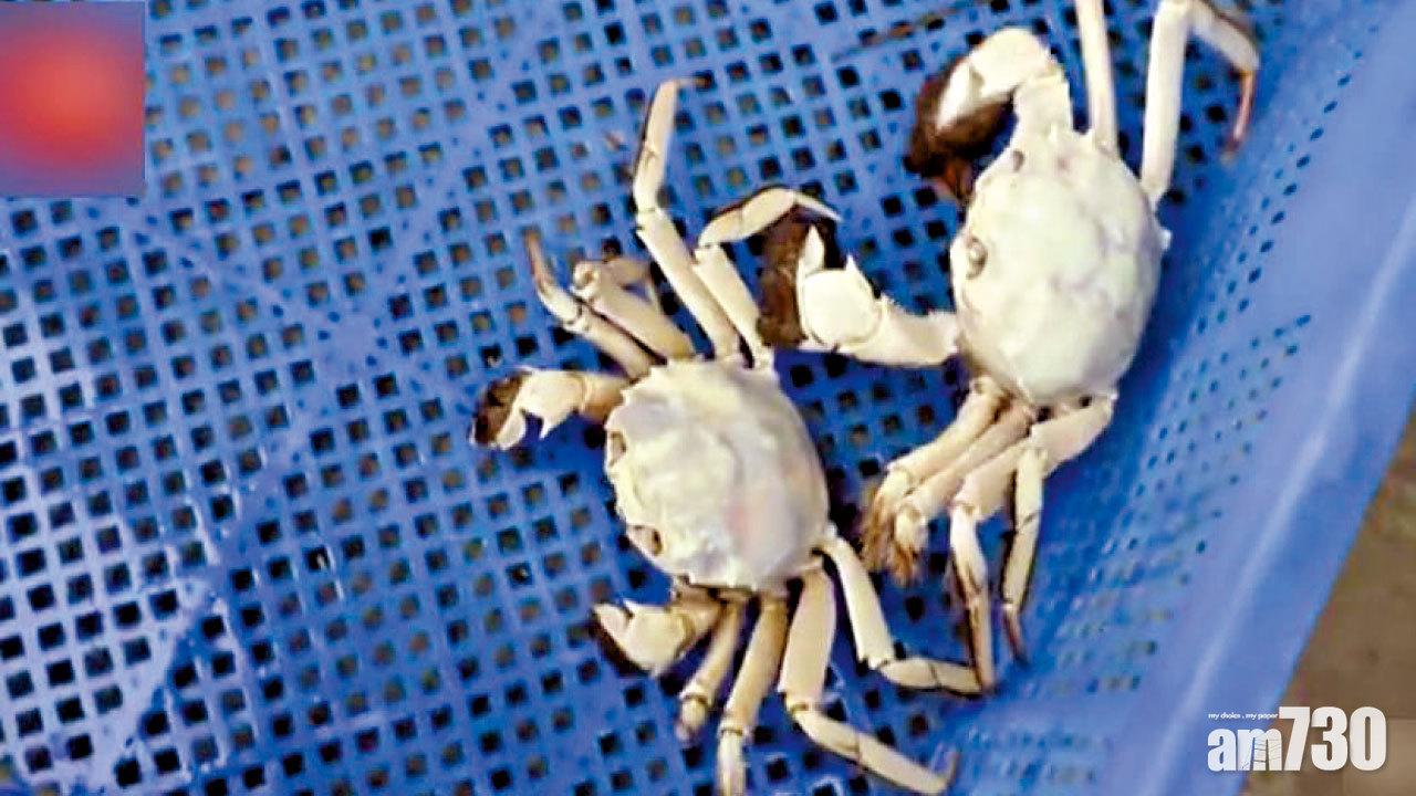 圖片新聞: 白蟹