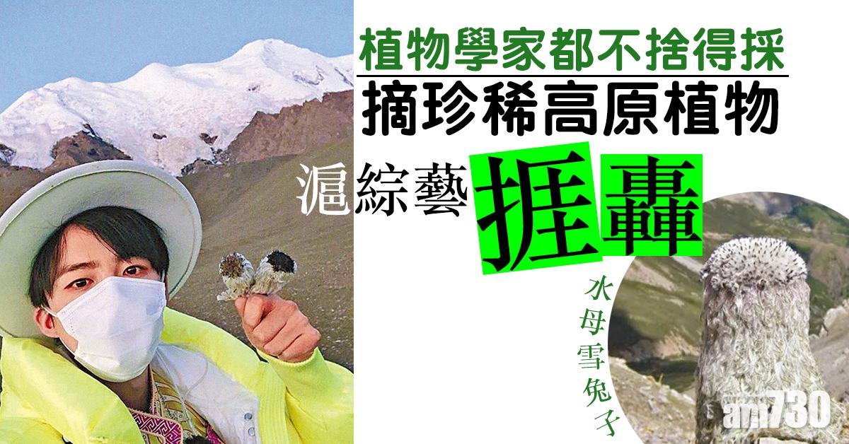植物學家都不捨得採 摘珍稀高原植物 滬綜藝捱轟