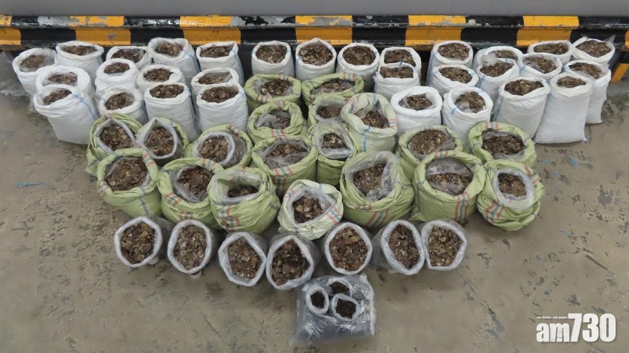 海關檢1噸走私穿山甲鱗片及13公斤乾蛇膽　市值620萬元