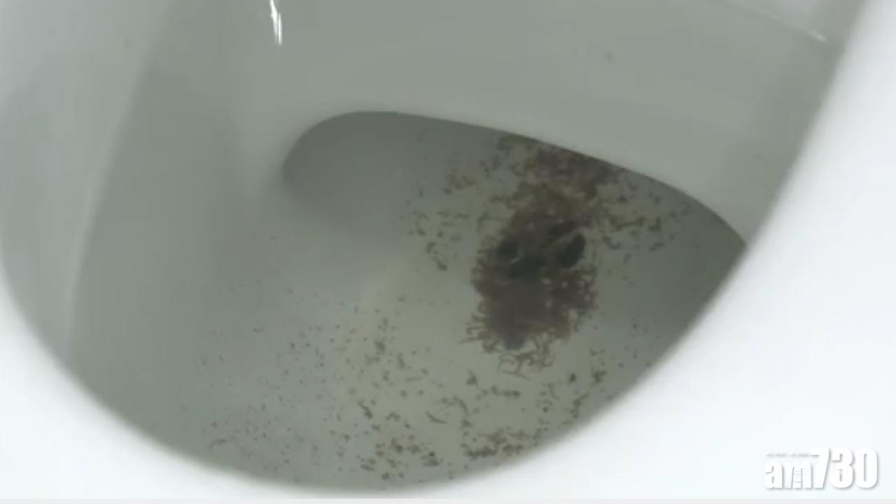 寶石湖邨多個單位現活蟲　房署向水務署食環署求助