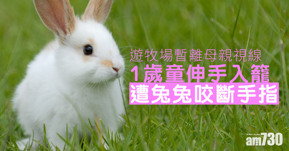 遊牧場暫離母親視線 1歲童伸手入籠遭兔兔咬斷手指