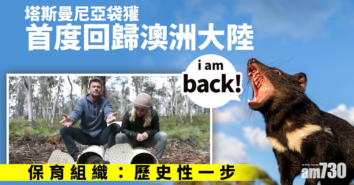 【生態保育】塔斯曼尼亞袋獾首度回歸澳洲大陸 保育組織：歷史性一步