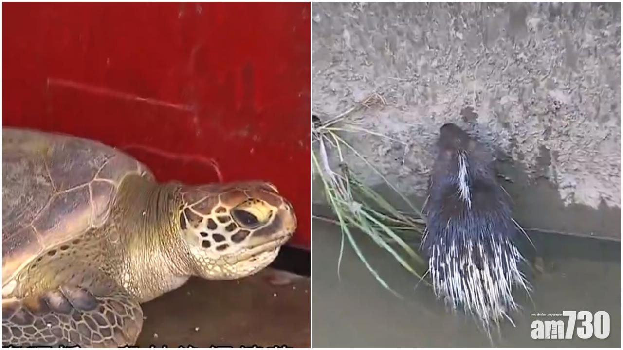 箭豬荃灣困引水道　海龜大埔纏漁網