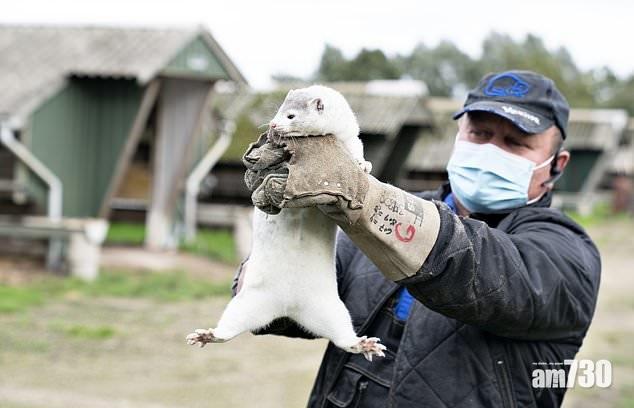 【新冠肺炎】76養殖場現確診 丹麥殺最少250萬水貂