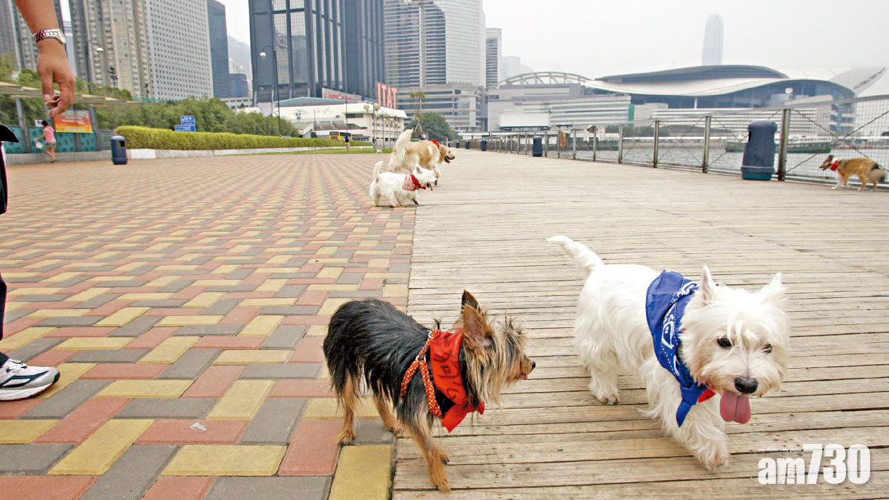 萬元辦3寵物移民 2蜥蜴死 龜險被轉售