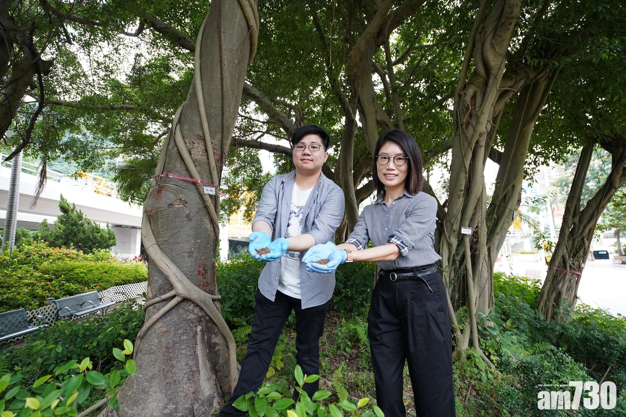 【科研】抽泥土測真菌DNA　IVE生助預防治療有病樹木