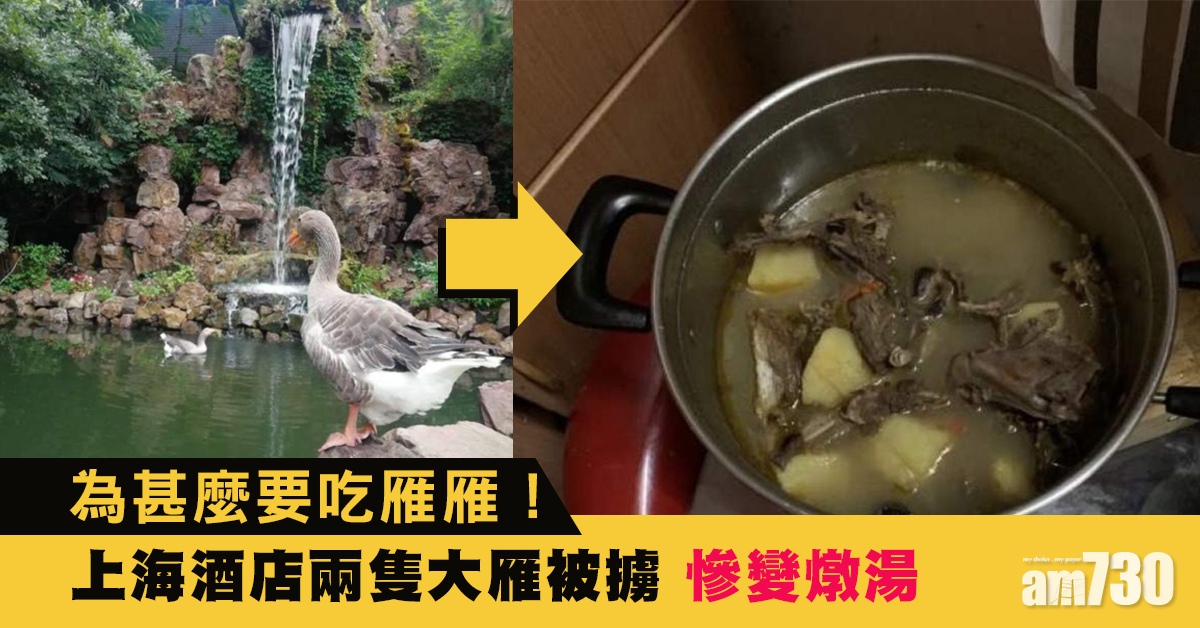 上海酒店兩隻大雁被擄 慘變一煲燉湯