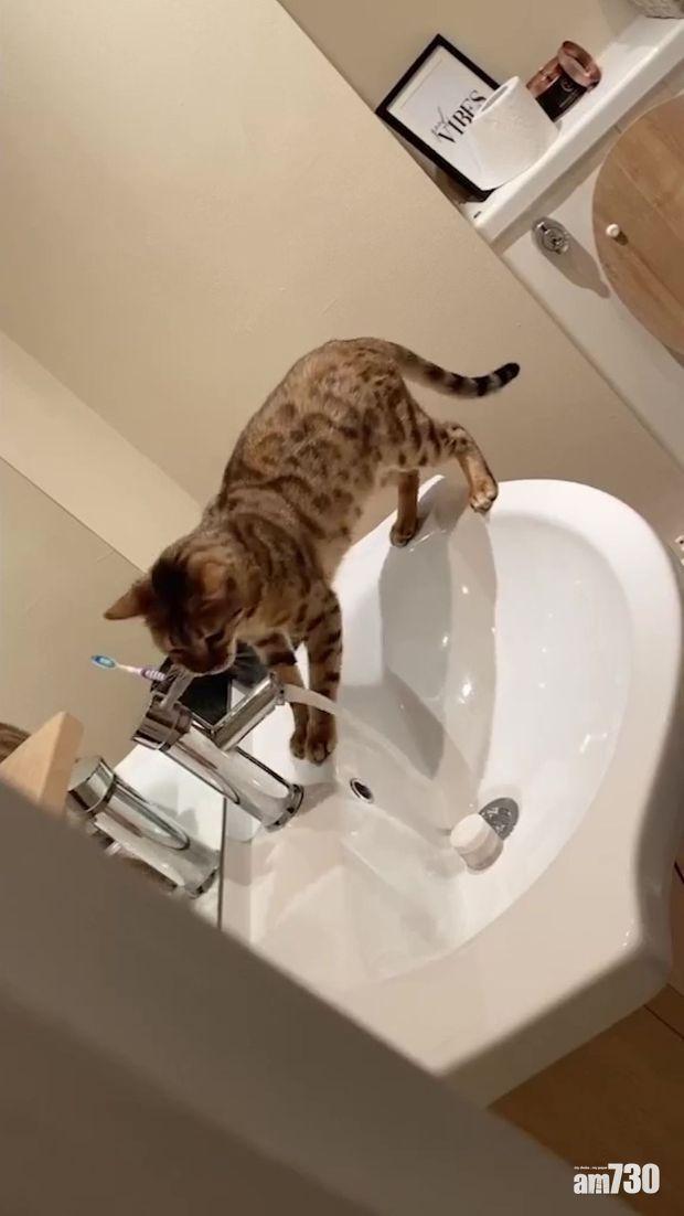 【新技能get！】貓咪學識開水喉  搞到成屋水浸  幾乎冧樓