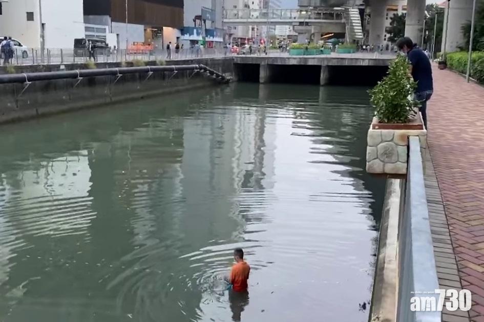 【網上熱話】黃竹坑明渠捕魚　網民：夠晒風味