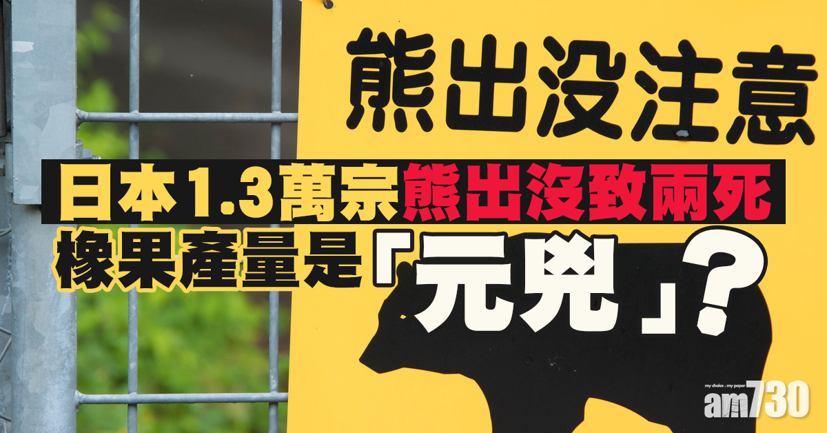 【熊出沒注意】日本1.3萬宗熊出沒致兩死 橡果產量是「元兇」？