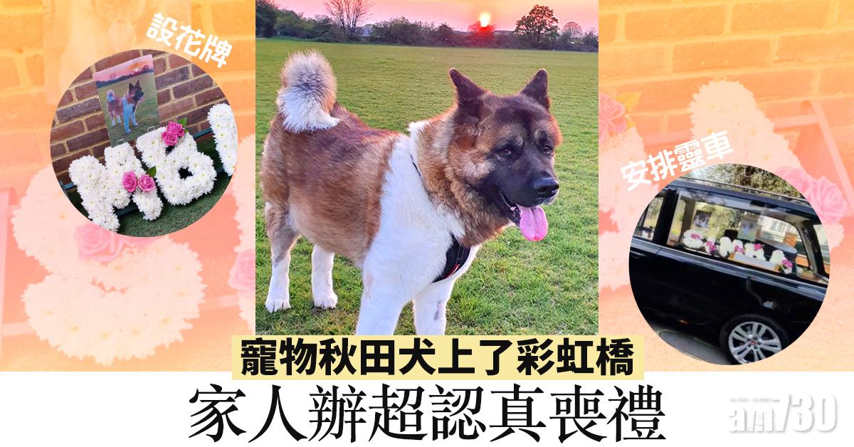 【毛孩離世】寵物秋田犬上了彩虹橋 家人辦超認真喪禮