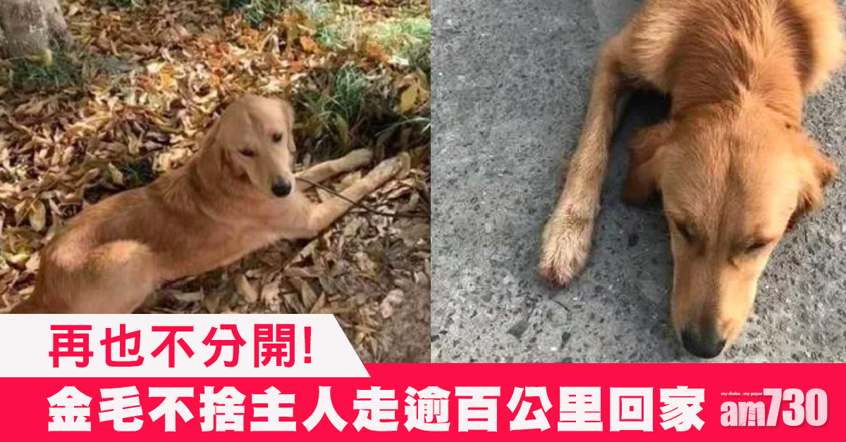 寄養他處數月 金毛奔走逾百公里回家