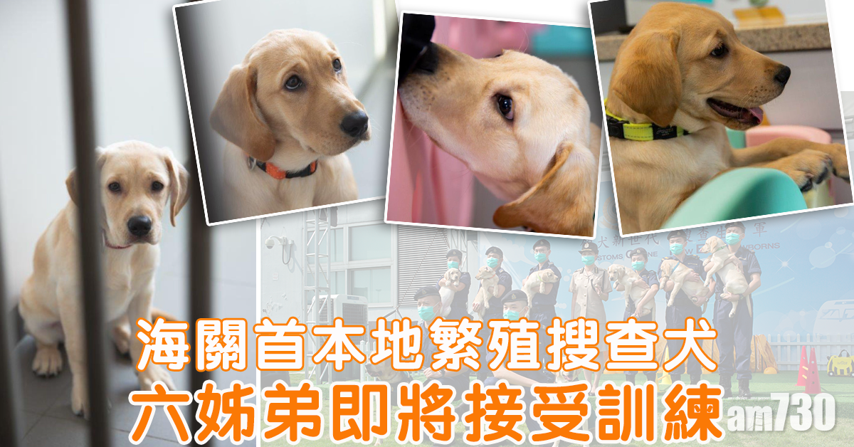 海關首本地繁殖搜查犬  6幼犬成LEGEND