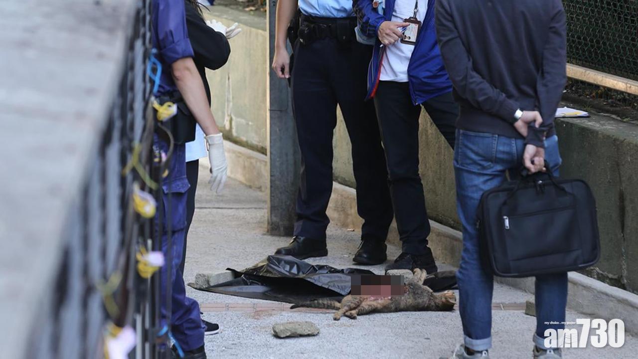 【虐待動物】葵涌貓女疑被劏肚棄街 鄺俊宇促警揪出兇手及檢控