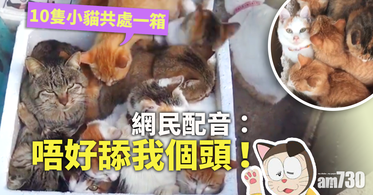 【毛孩天地】貓奴必去貓島　10主子共窩小箱