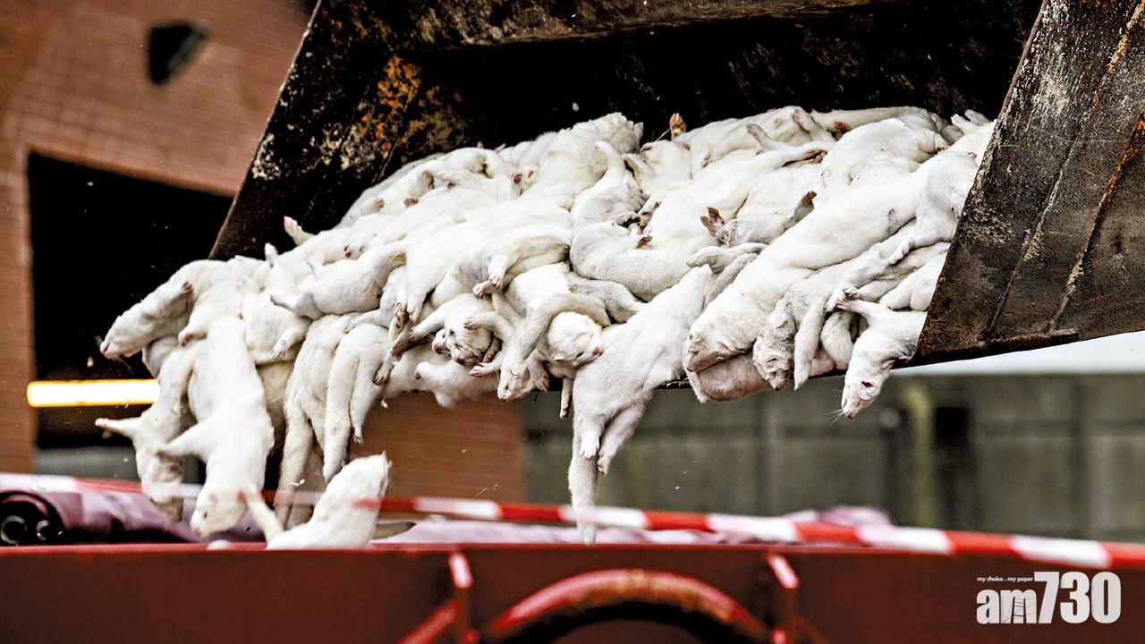 新冠病毒變種減疫苗效力 丹麥殺1700萬水貂