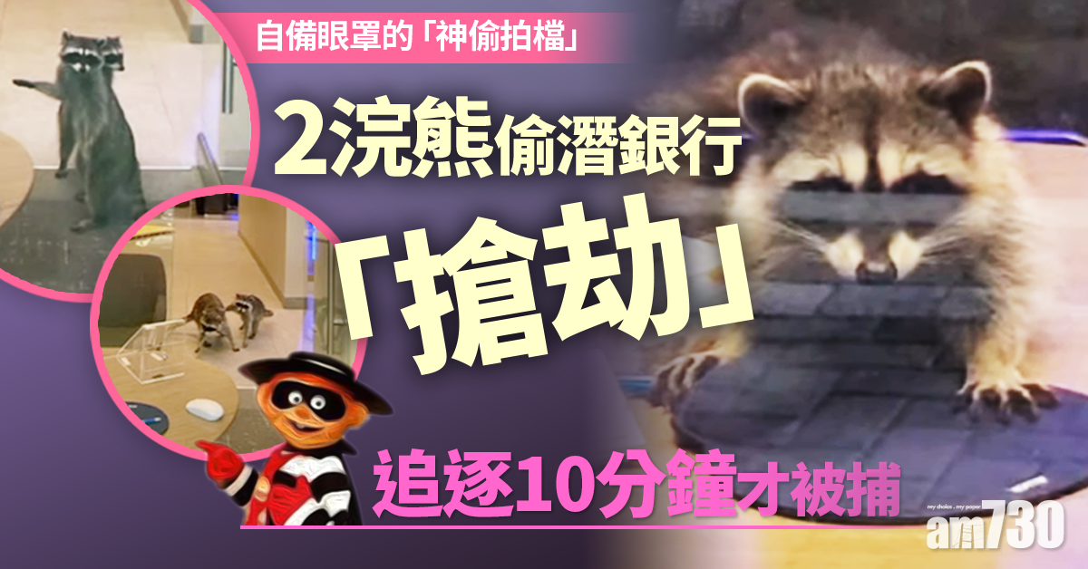 【神偷拍檔】2浣熊偷潛銀行「搶劫」 追逐10分鐘才被捕