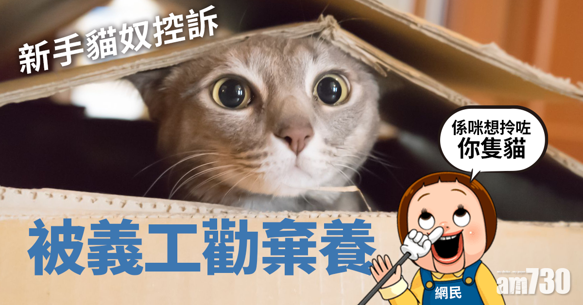 【毛孩天地】新手貓奴控訴被義工勸棄養　網民：係咪想拎咗你隻貓