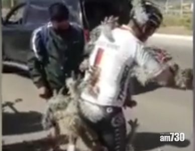 【慘慘豬】踩單車撞入仙人掌堆   阿漢滿身尖刺變箭豬 (有片)