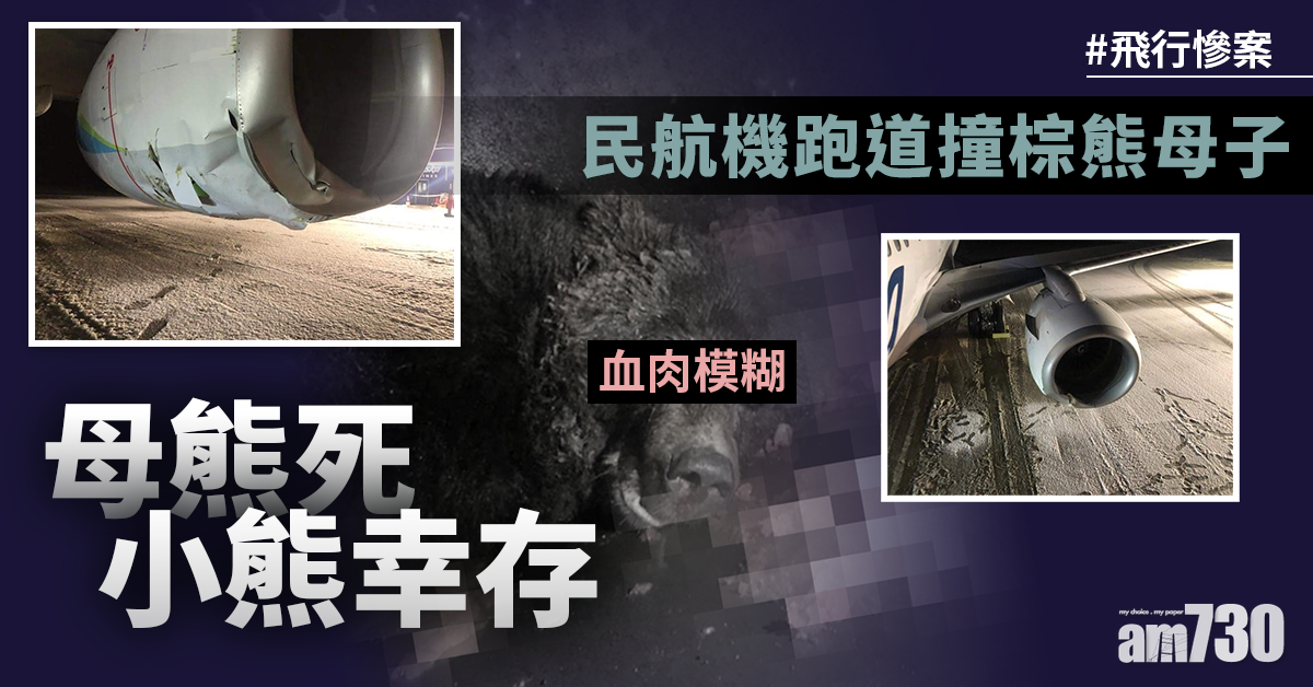 民航機跑道撞棕熊母子 母熊死小熊幸存
