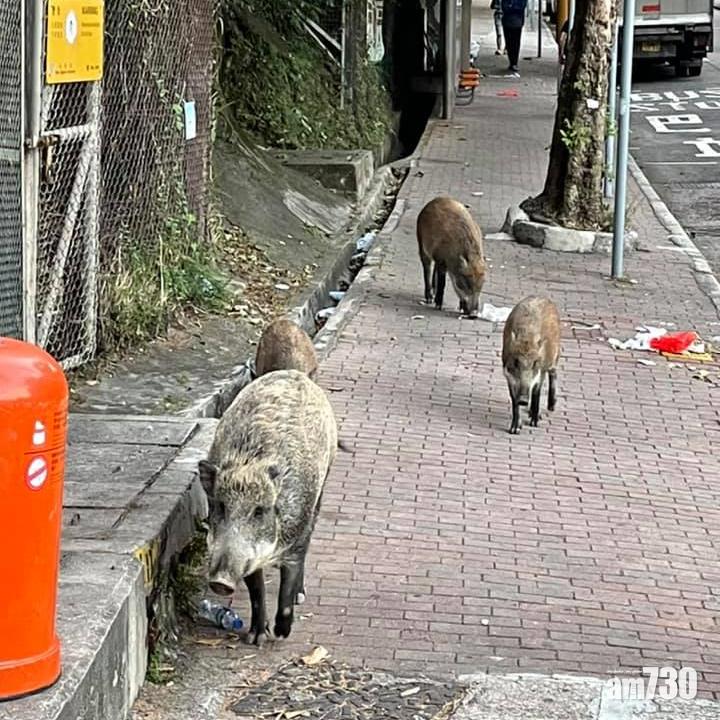 北角野豬咬傷輔警　漁護署：勿主動走近及干擾